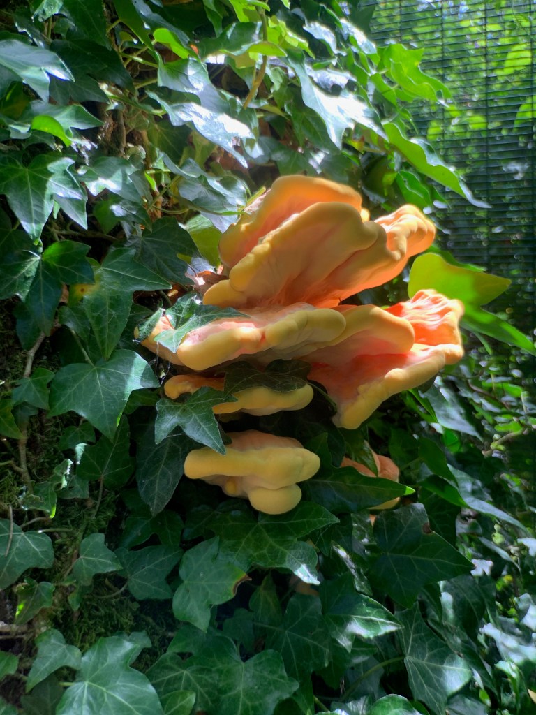 Chicken of the woods growing surrounded by ivy